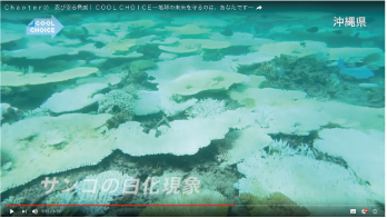 サンゴの白化現象（沖縄県）